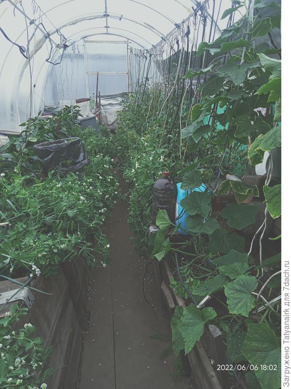 Огурцы порадовали первыми огурчиками уже 23 апреля, потом 5 мая помидоры.