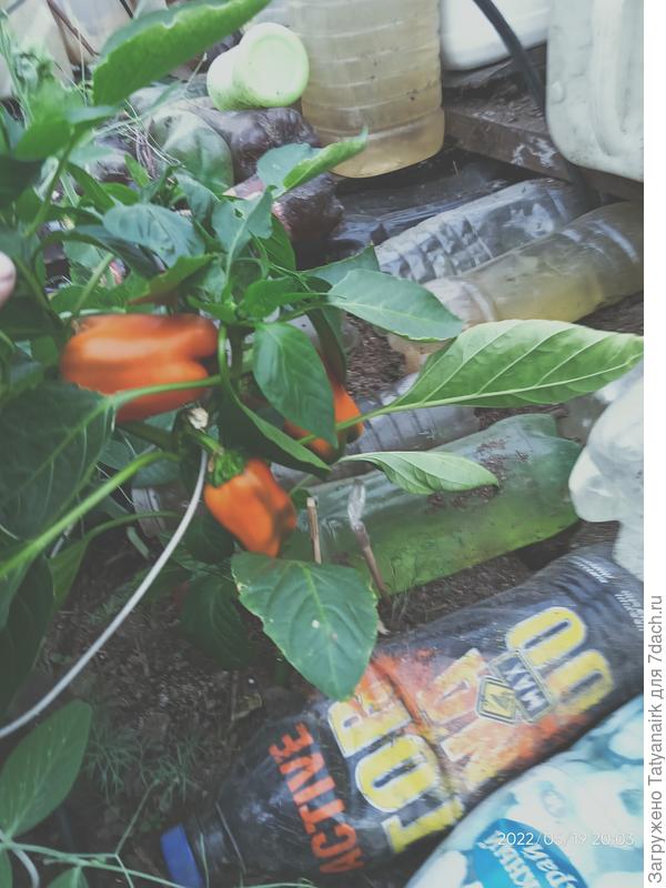 Первые 19 мая. Растут, пока не выдернем в начале октября, потому что ездить на дачу будет уже холодно и в ОГ ничего уже не будет расти, всё убрано будет.