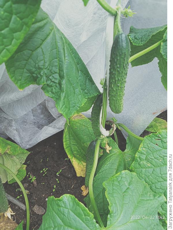 Первые 23 апреля. И до сих пор плодоносят и будут плодоносить, пока за бортом минус существенный не случится, примерно, минус 8-9.