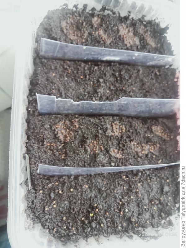 Хиленькое зеленеет...