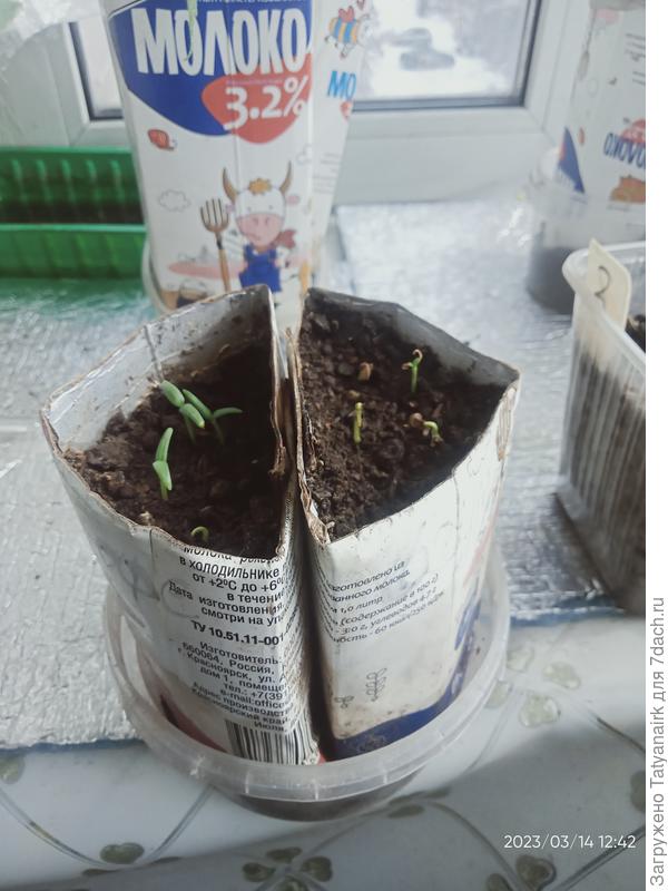 Слева были замочены в кофе, справа в гуммате.