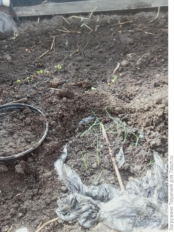 Весну приближаем в теплице...