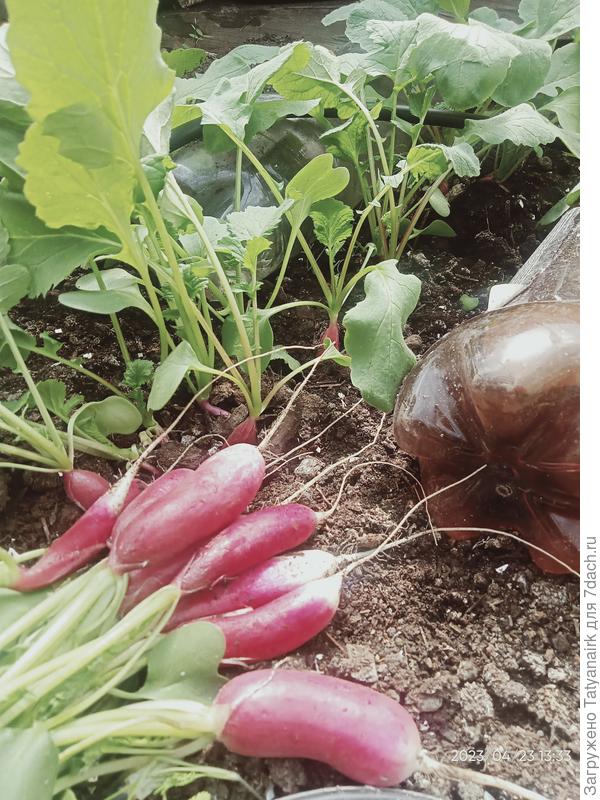 Всё равно будем весну приближать!