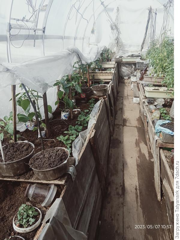 Нам нравится. Уже несколько помидорок, правда, черри, но всё равно приятно.