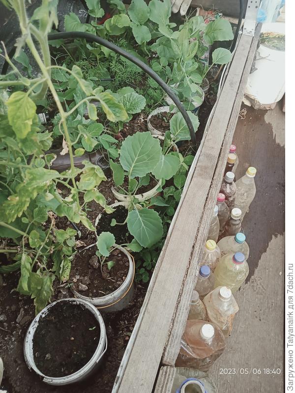 И капусту так удобнее высаживать