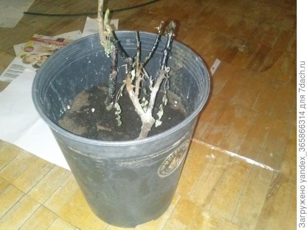 погибшие вишня и роза