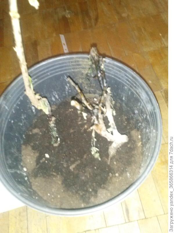 погибшие вишня и роза