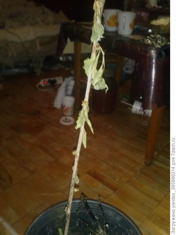 погибшие вишня и роза