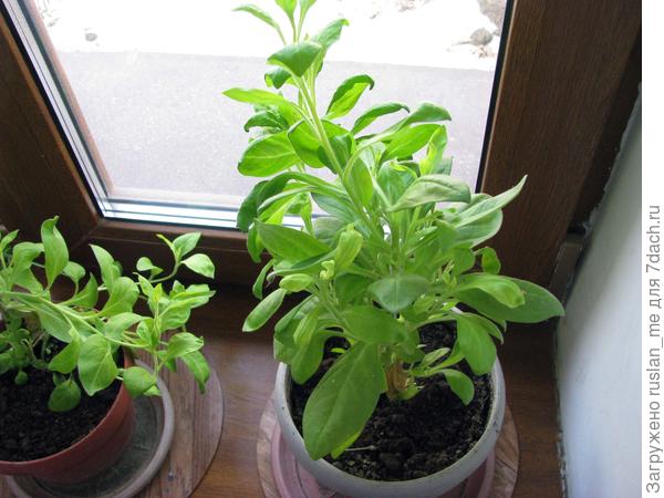 кустики петунии, анфас