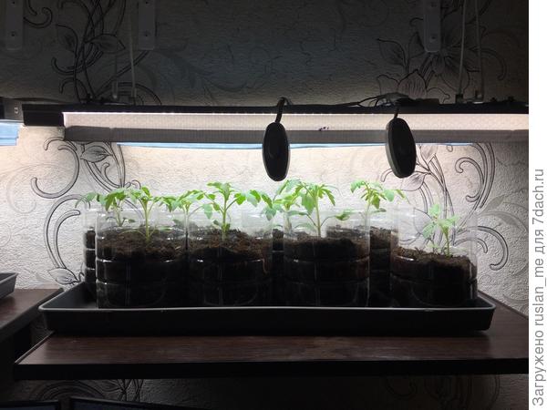 сорт "Дачник"