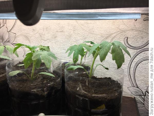 Сорт "Восторг"