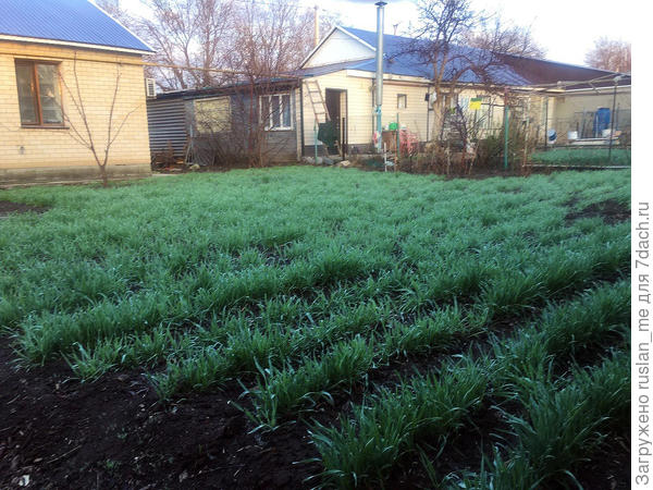 надеюсь просто позагорать, а не матерясь все лето, вытягивать из земли портулак, который, говорят съедобный, ага-ага. приезжайте, накопаете и заберЁте даром 3 мешка витаминкав на салаты...