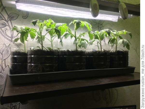 сорт Восторг