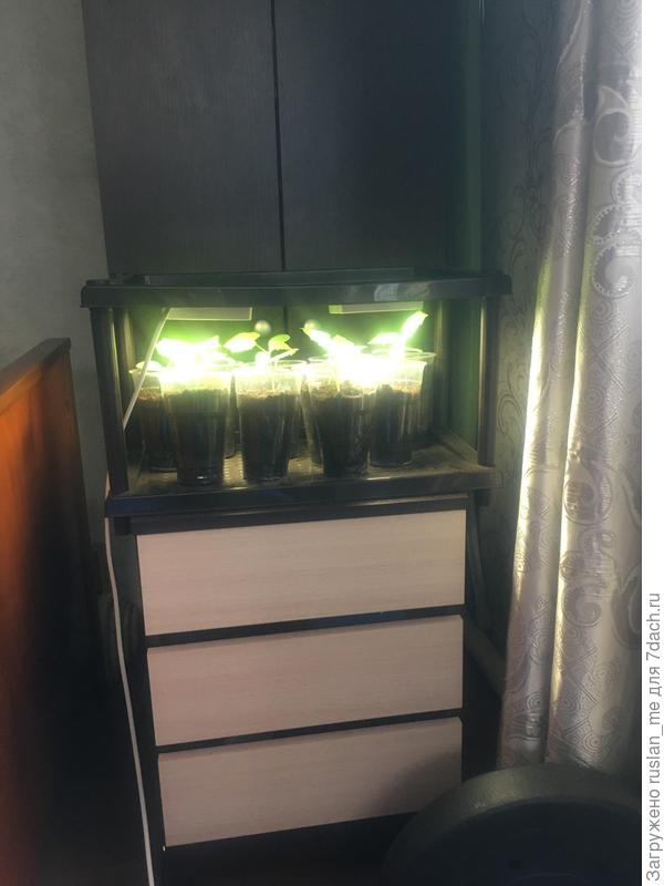 Пока что только одну крышку элетрофицировал, но заметил, что пожадничал, двух светильников явно мало при небольшом расстоянии от источника света и листа