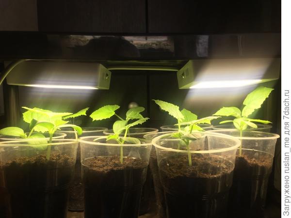 Прикупил на валдберисе еще, и думаю сделать вместо двух - четыре