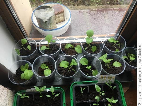 Фотка 005 -- Бакланы: "и чоа это было, а?"