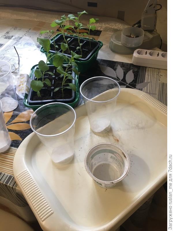 Фотка 002 -- Подготовка. На дне каждого стакана, отверстие прожженое старым паяльником + на дне: расщепленный надвое ватный диск