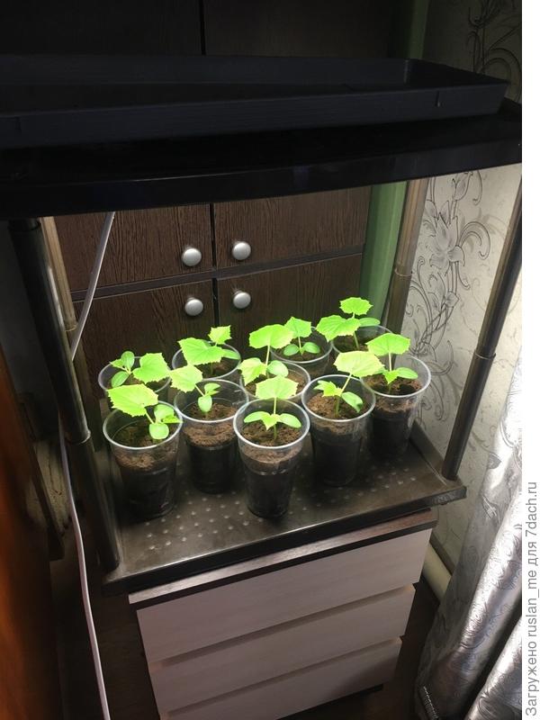 Можно удлинить высоту между полками обувницы даже штатными стойками неплотно вставив их одна в другую