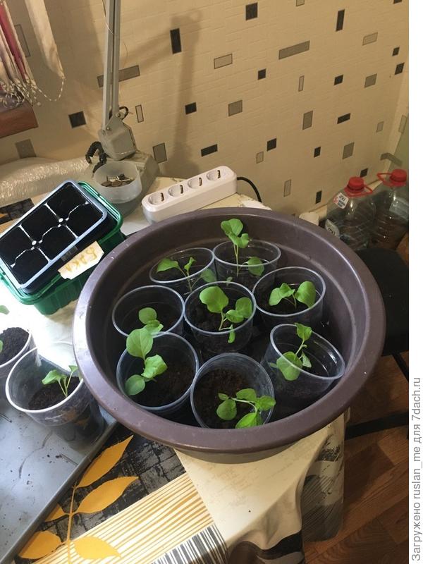 Фотка 003 -- И поставил в питательный тазик