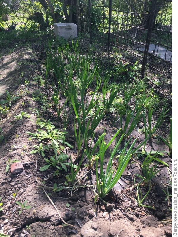 на данный момент, я получил уже 4ый срез лука на перо, и расти все продолжает. Вопрос: стоит ли возиться с луком севком?