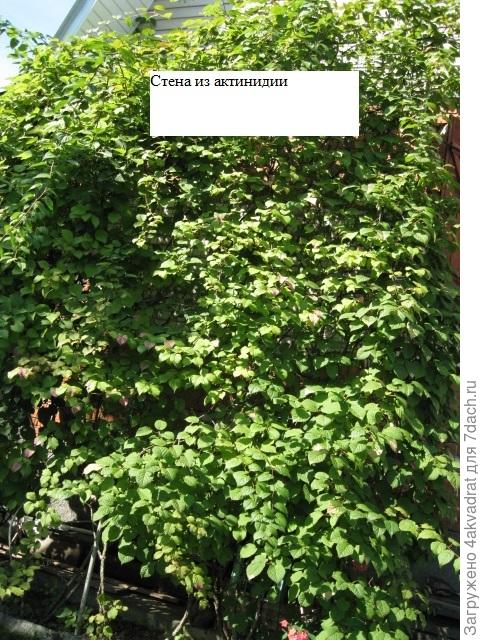 Актинидия