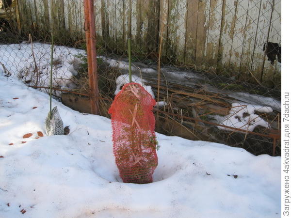 Это фото сделано 4 апреля, еще не сняла сетку после зимы.