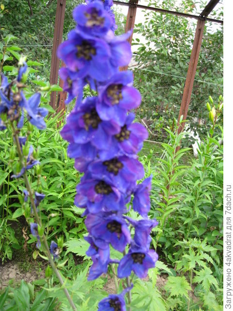 голубой дельфиниум