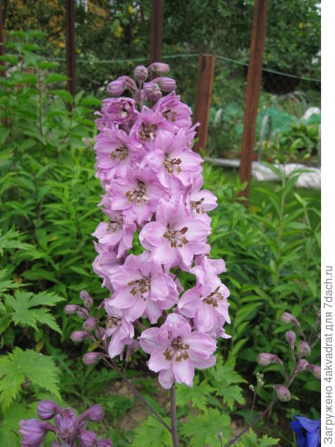 розовый дельфиниум