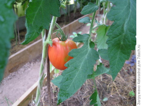 &amp;quot;Пузата хата&amp;quot; стала первой