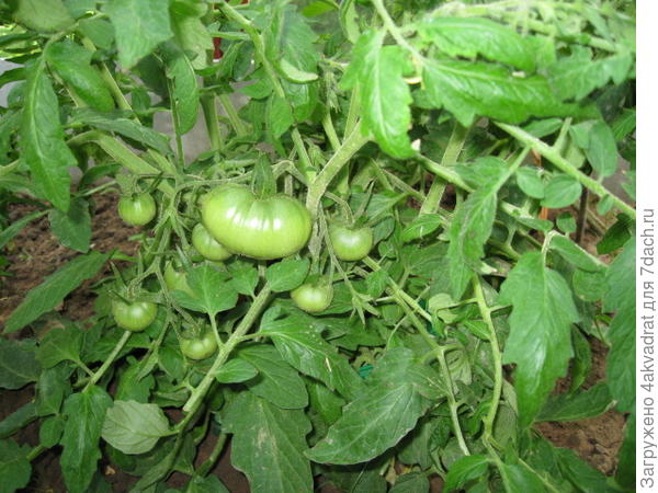 А это карлик 30 июня.