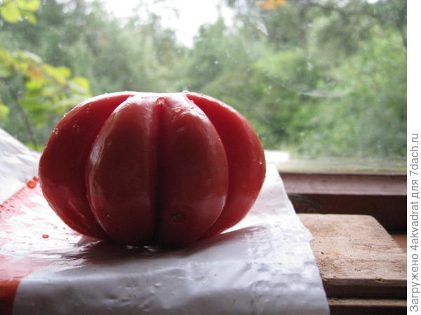 Грибное лукошко