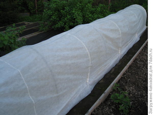 Грядка под укрытием