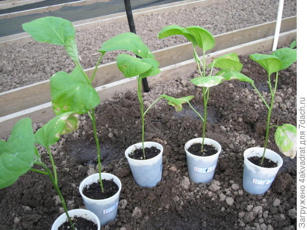 Рассада баклажан