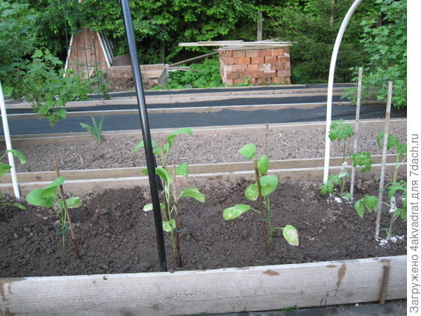 Пересадка завершена, баклажаны на ПМЖ.