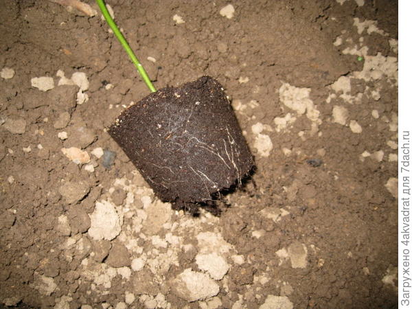 Корневая система баклажана