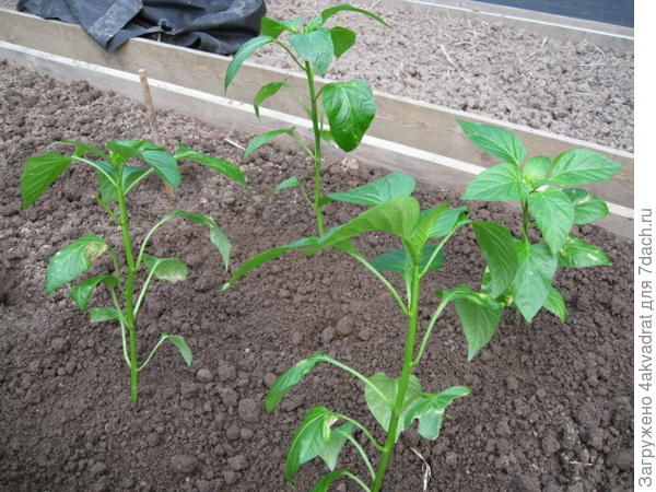 Пересадка завершена.