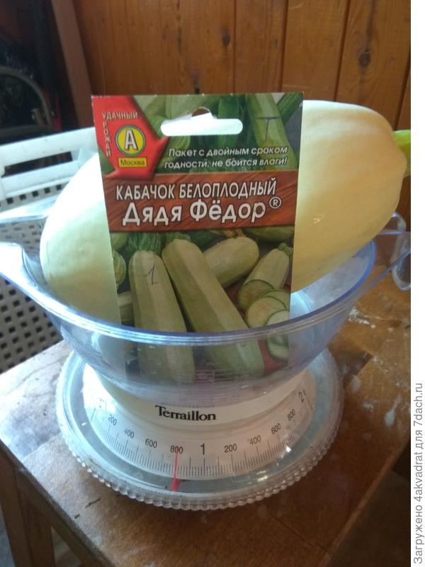 Последний кабачок