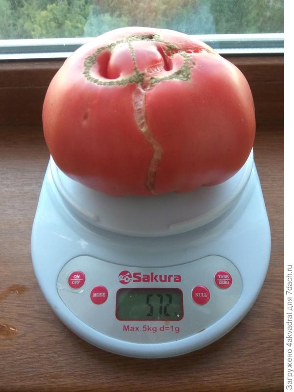 А это &amp;quot;кубовидный&amp;quot; Малиновый великан, ну он же плоский.