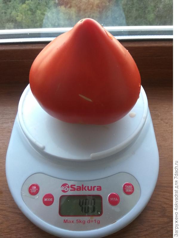 Ложная Пузата хата