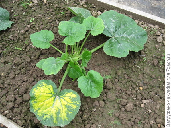 А это лже Дядя Федор