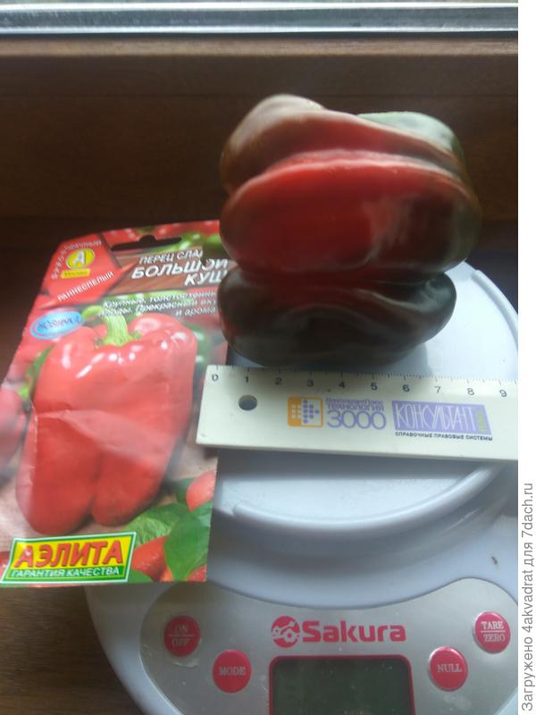 Перец Большой Куш