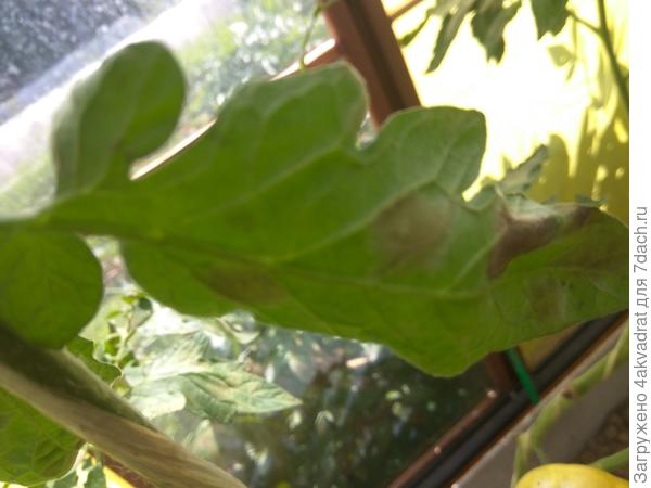 Больной лист (фото 30 июля)