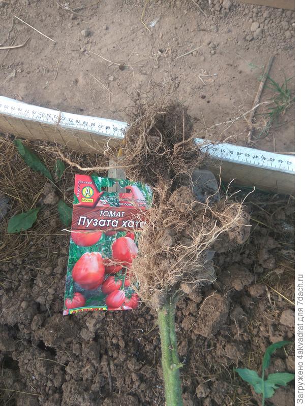 Томат пузата хата схема посадки