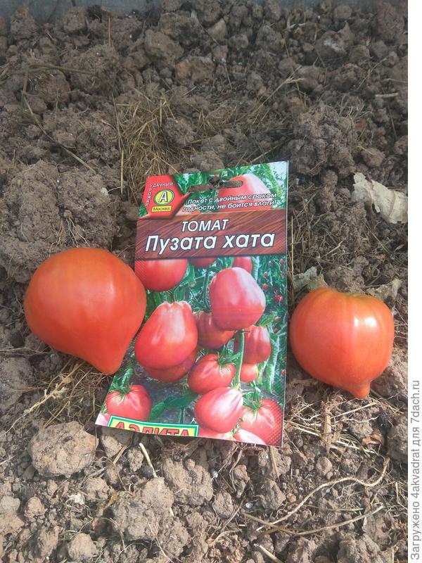 Томат Эхо Отзывы Фото Урожайность