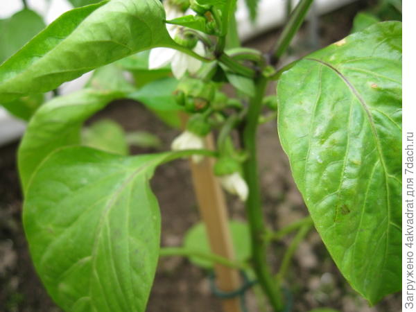 Цветущий перец