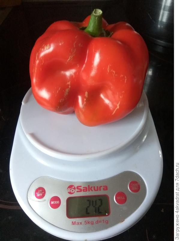 Второй перец на весах.