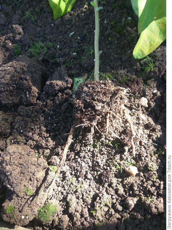 Корневая система фото 1