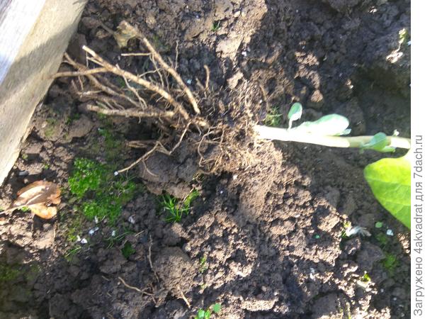 Корневая система, фото 2.