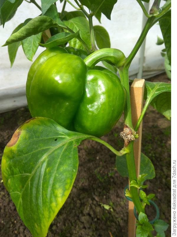 А это фото перца 6 августа.