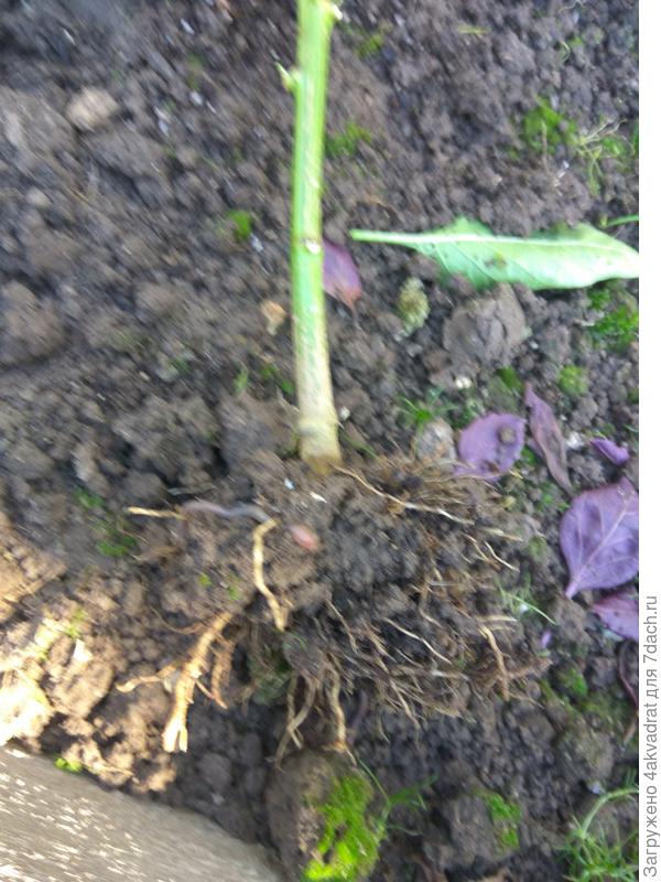 Корневая система.